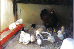 chioccia-con-pulcini